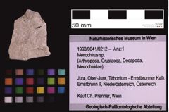 Foto (Objekt + Etiketten) von Mecochirus sp. (NHMW-GEO-1990-0041-0212)